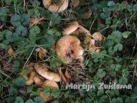 Vaaggegordelde melkzwam [Lactarius evosmus]